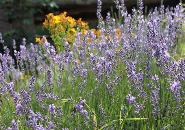 Lavendelstock im Garten